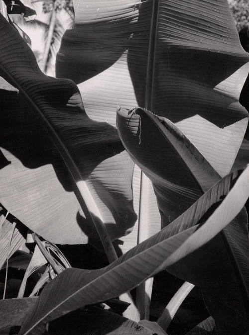 Banana Plant, Papua, New Guinea