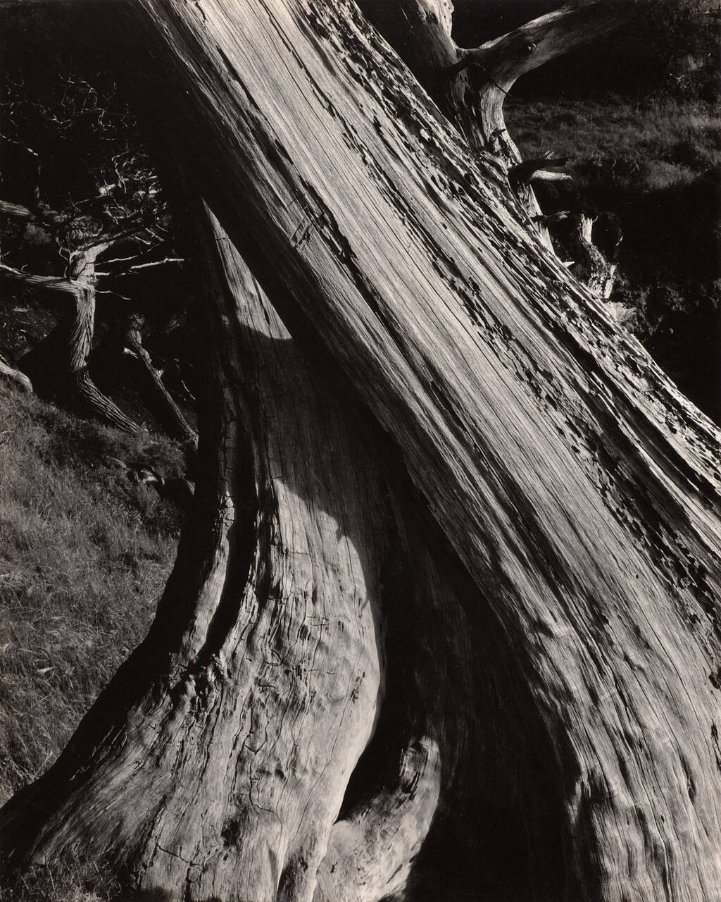 Cypress, Point Lobos