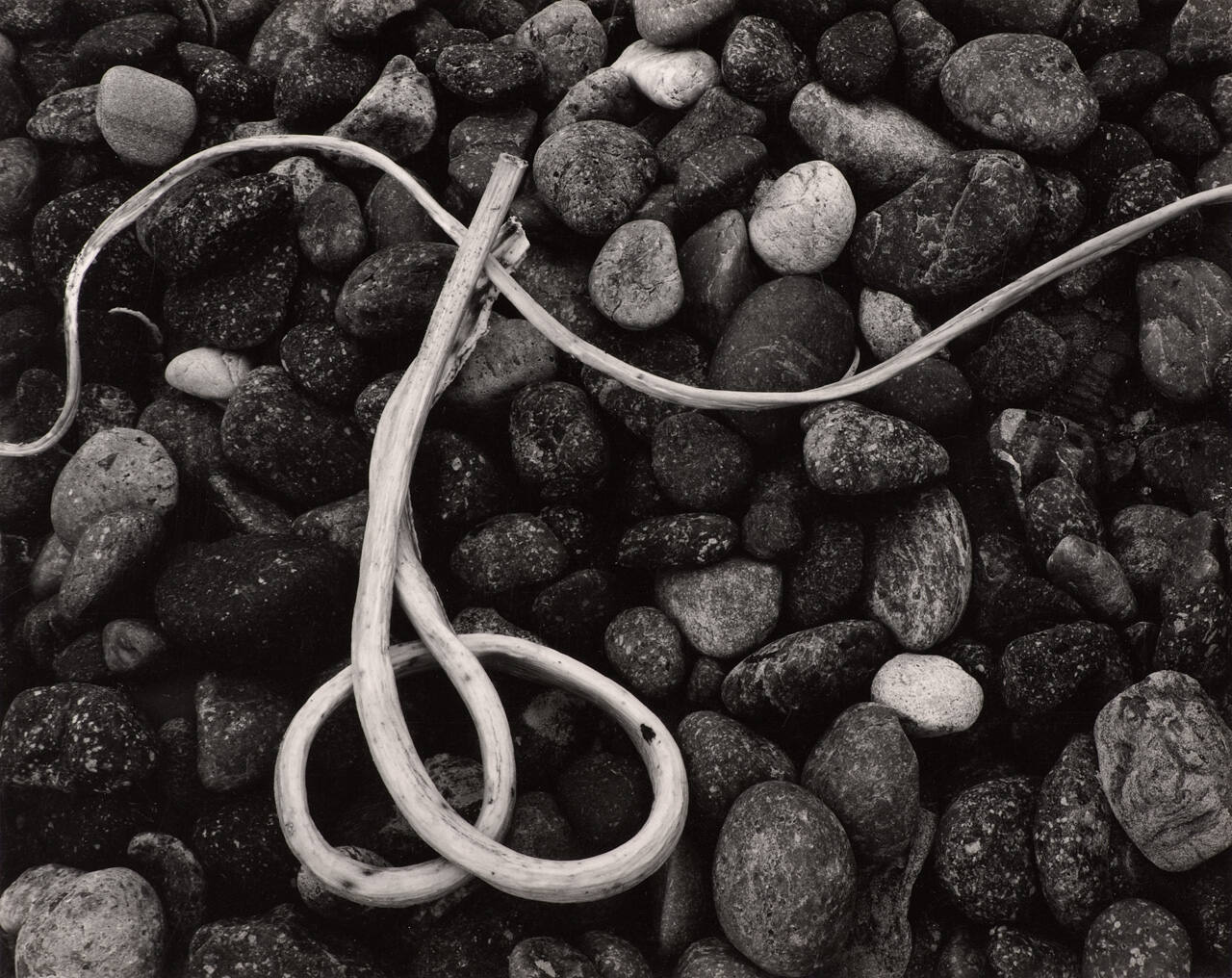 Dry Kelp, Point Lobos