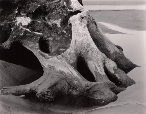 Cypress tree root, Little River