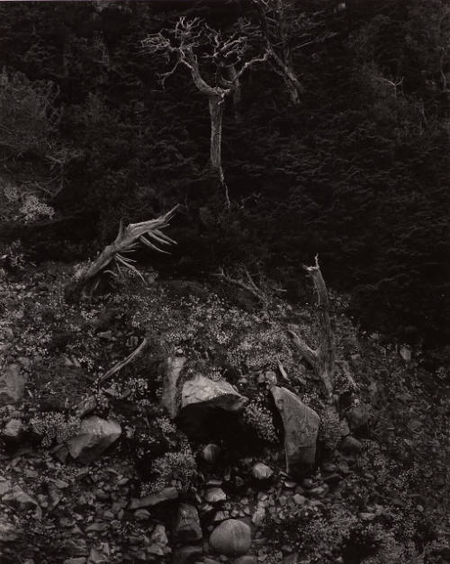 Cypress and Stone Crop, Point Lobos