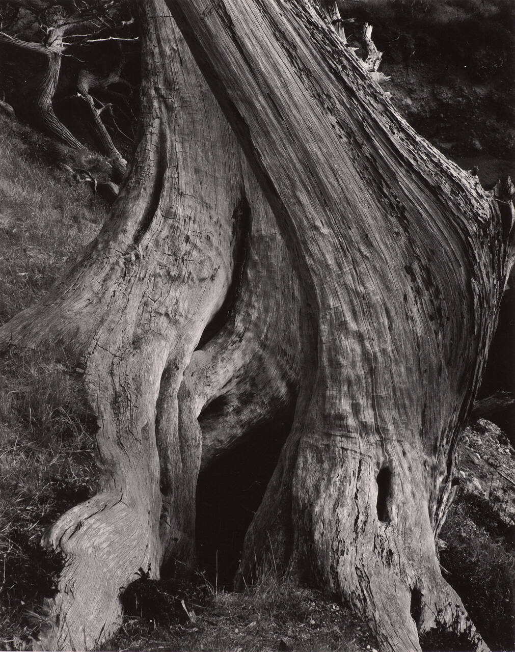 Cypress Trunk, Point Lobos