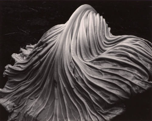 Cabbage Leaf