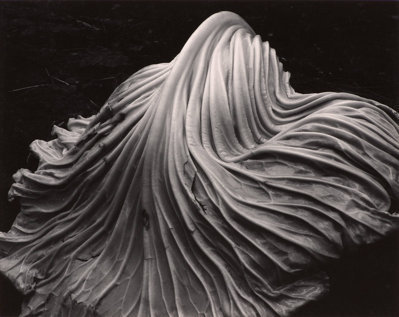 Cabbage Leaf