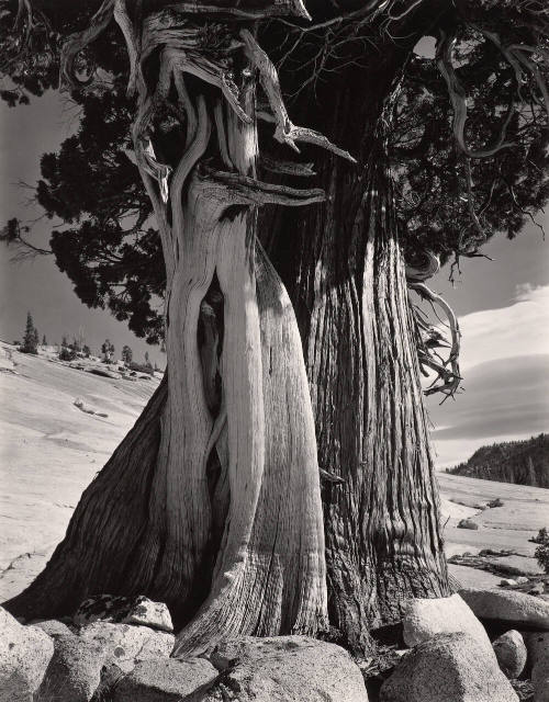 Juniper, Lake Tenaya
