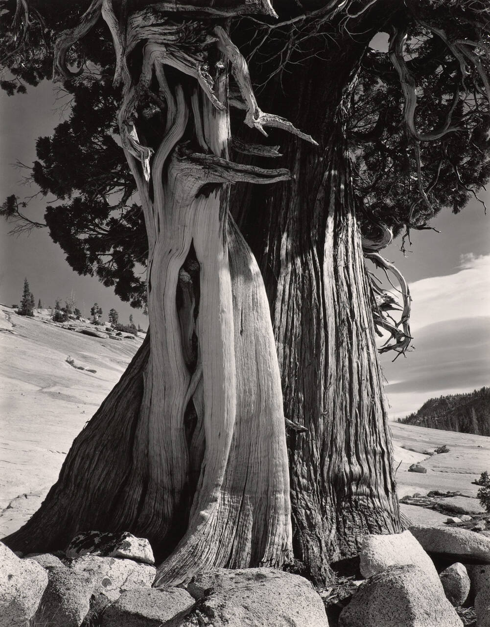 Juniper, Lake Tenaya