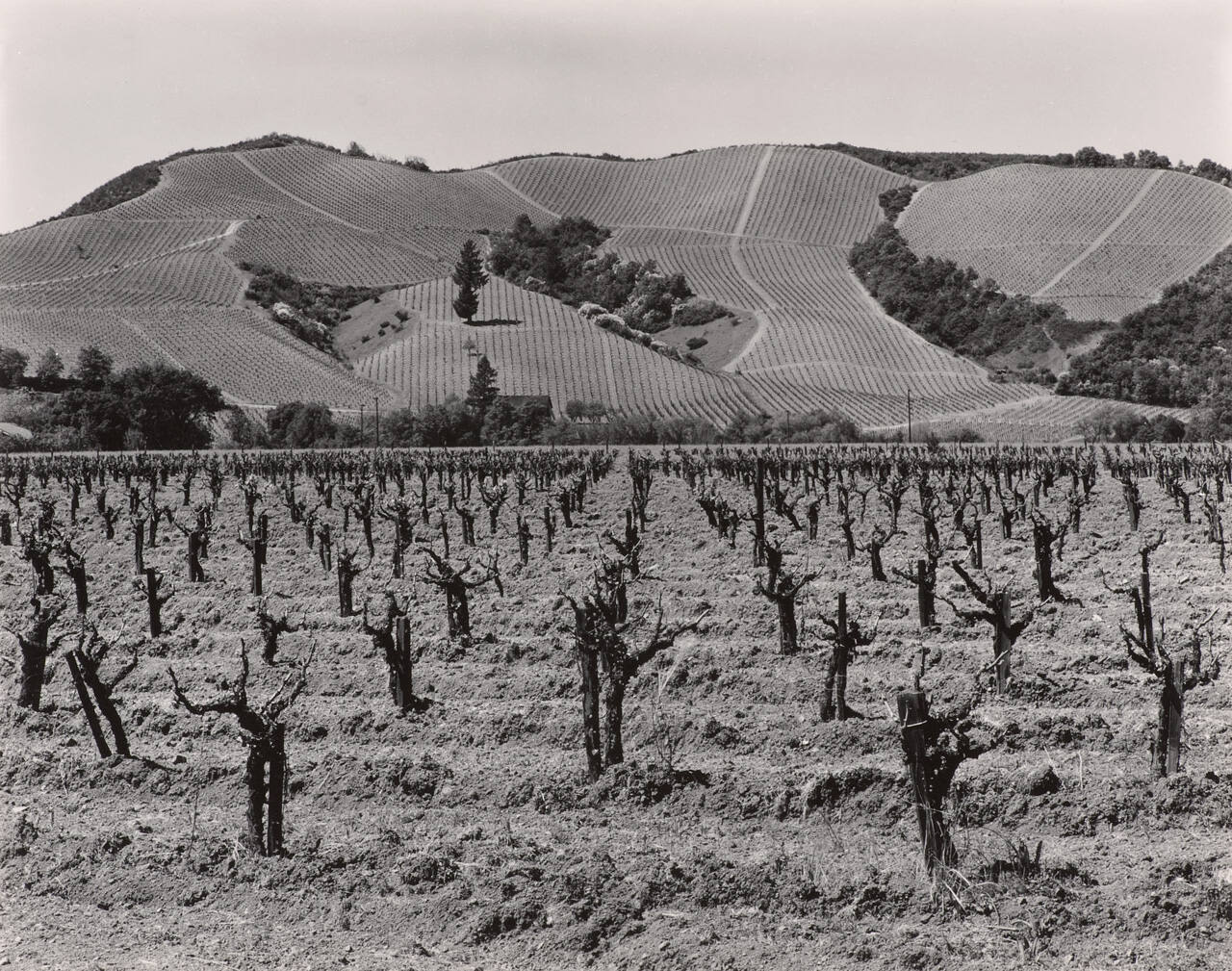 Vineyard, Clear Lake, Calif.