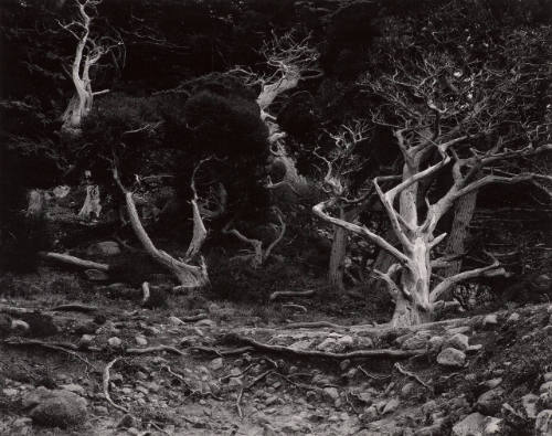 Cypress, Point Lobos
