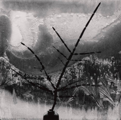 Ritual Branch, Frost on Window