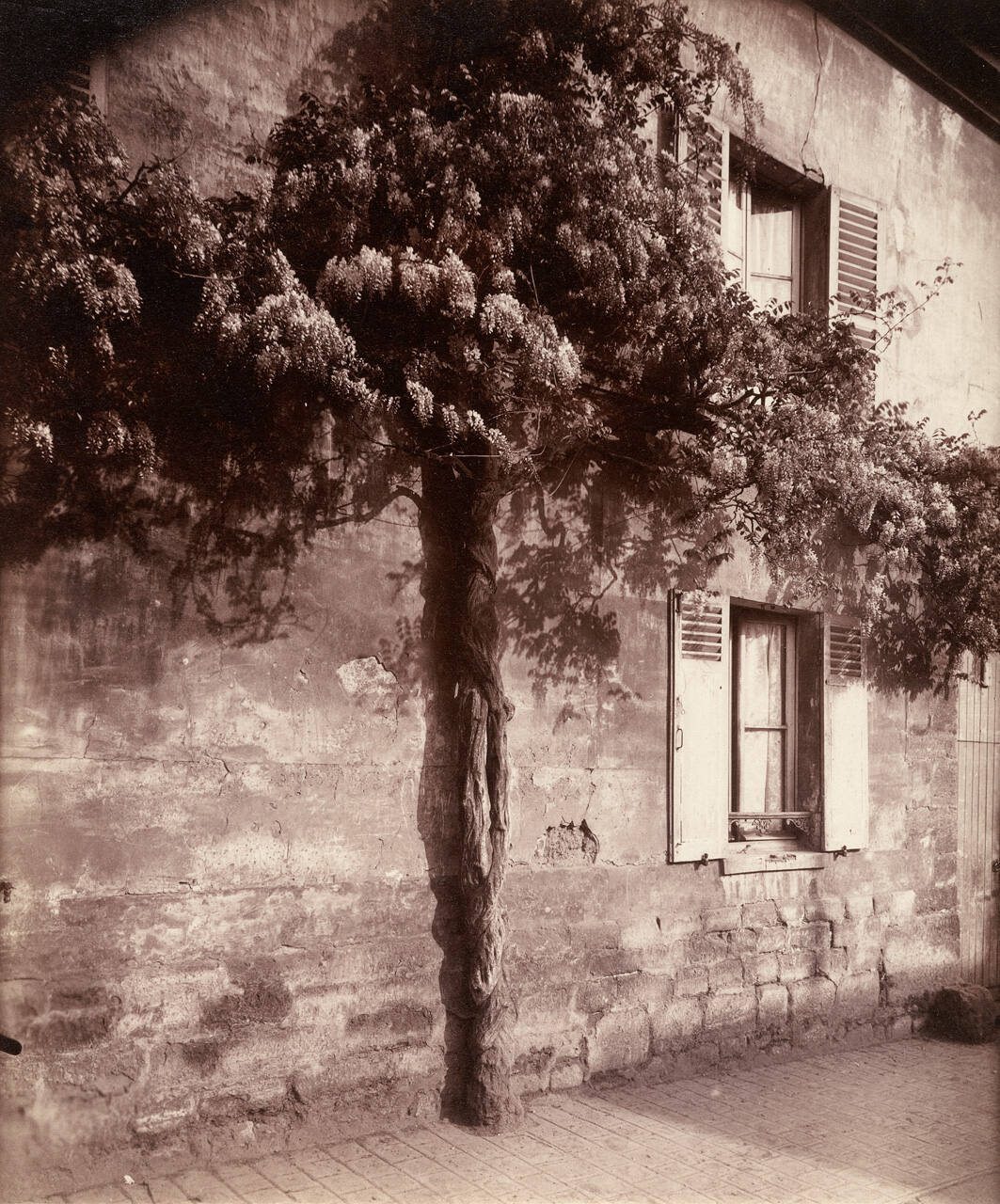 Châtillon, Glycine