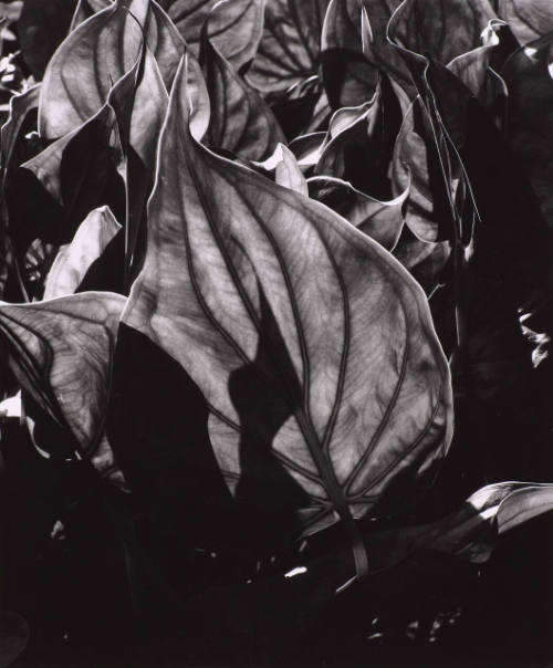 Botanical