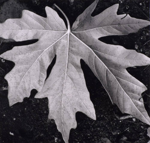 Botanical