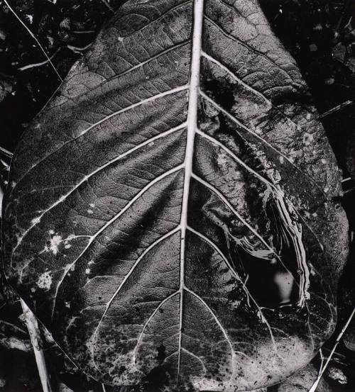 Botanical