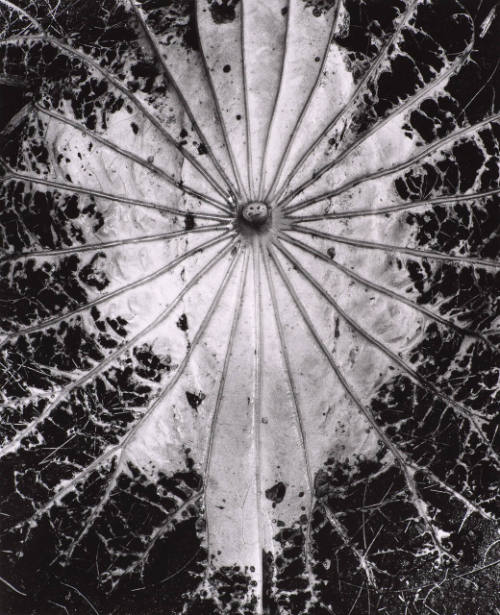 Botanical