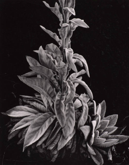 Botanical