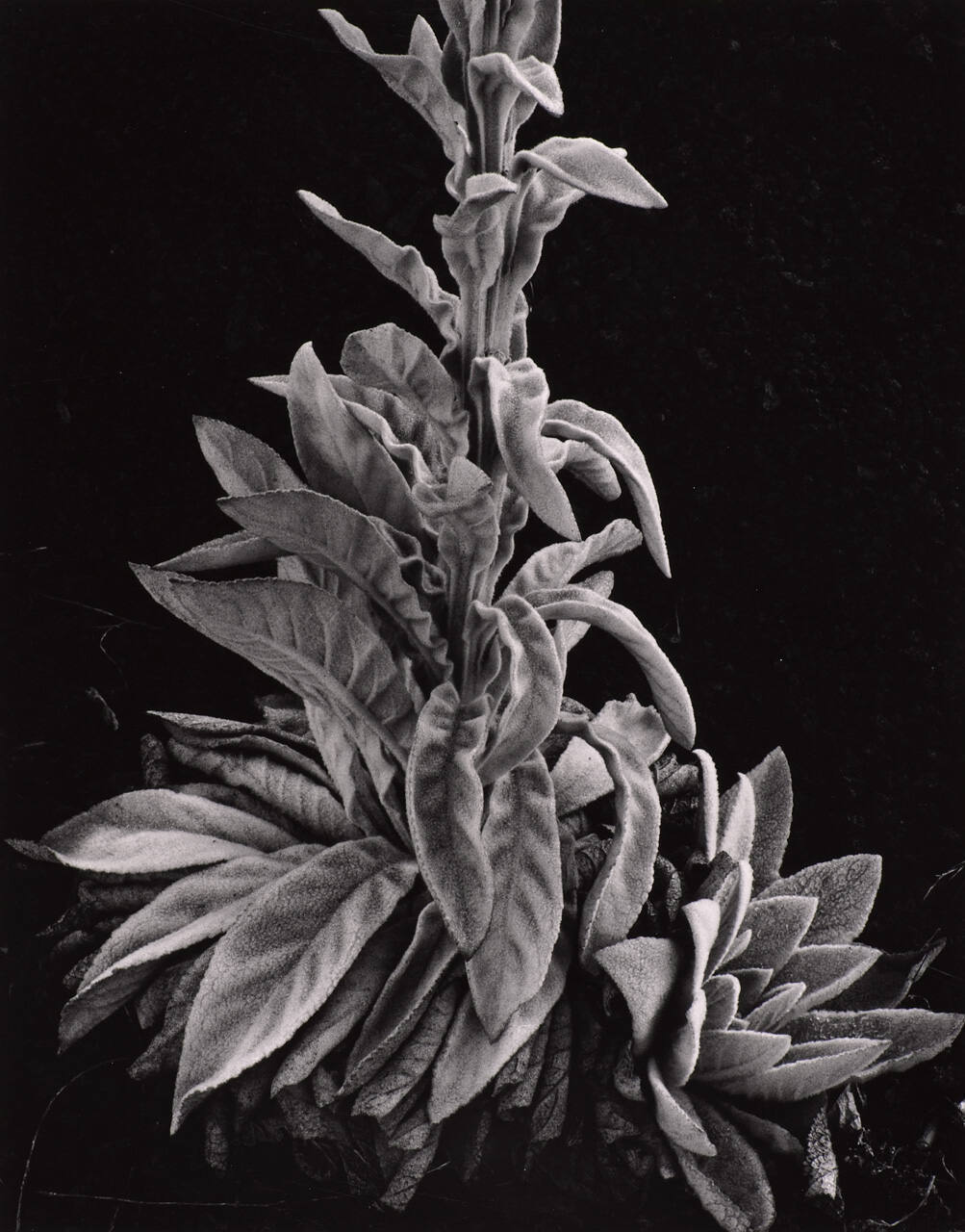Botanical
