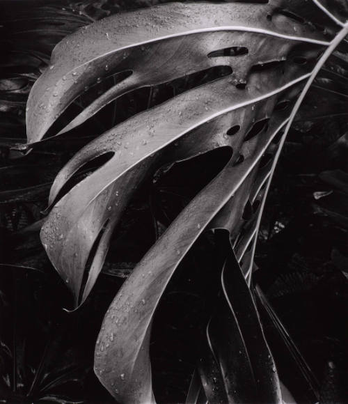 Botanical