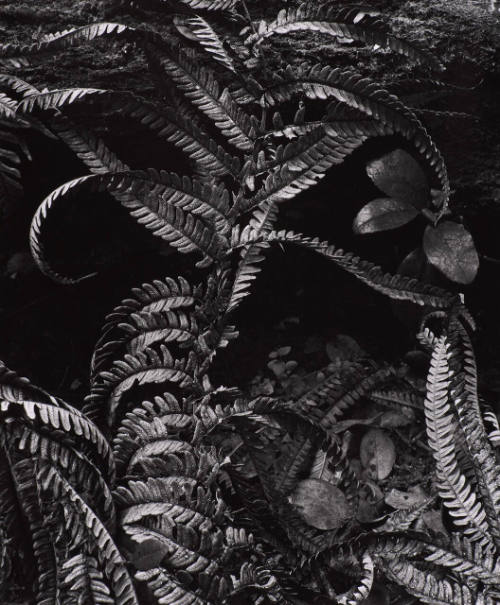 Botanical