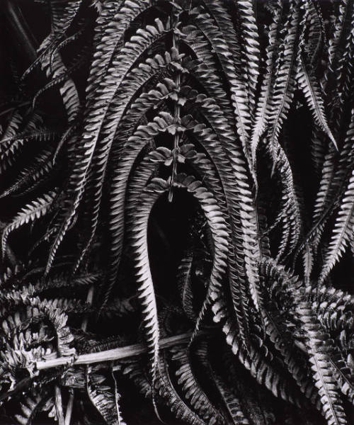 Botanical