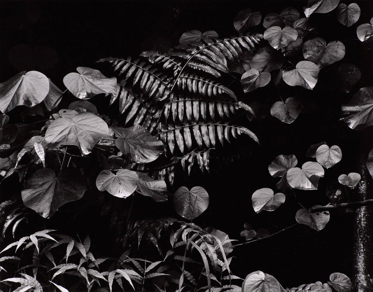 Botanical