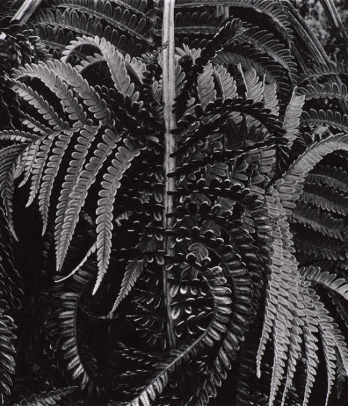 Botanical