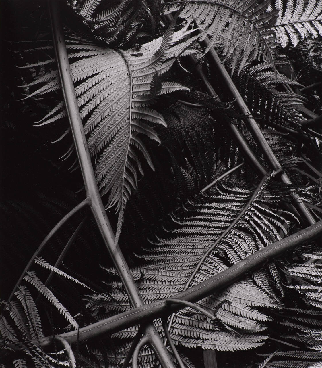 Botanical