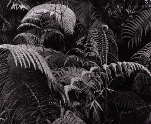 Botanical