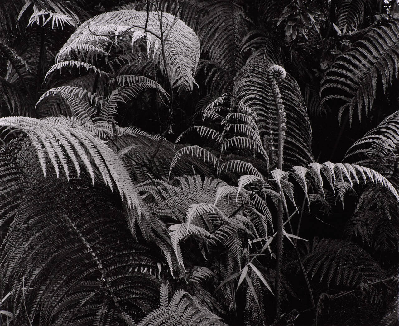 Botanical