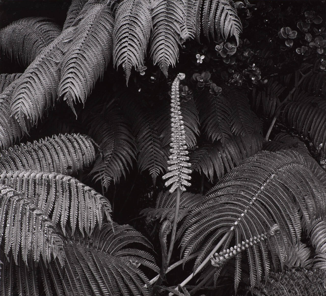 Botanical