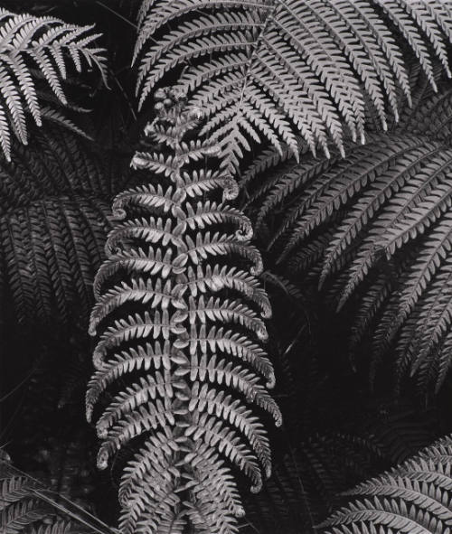 Botanical