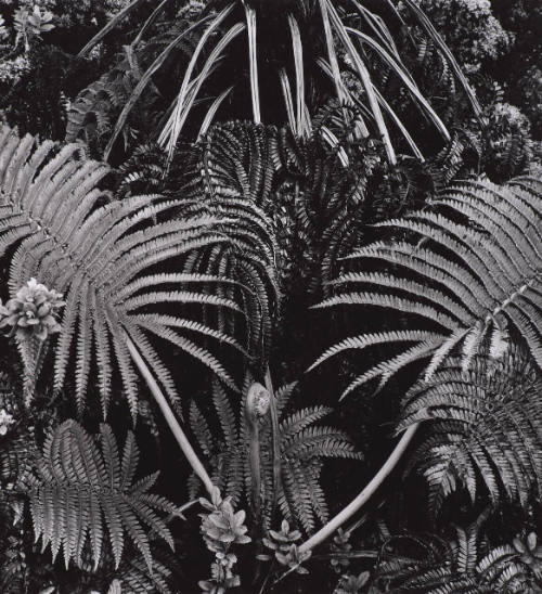Botanical