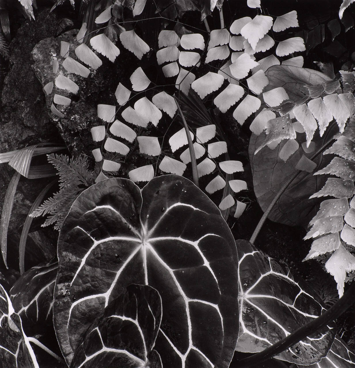 Plants