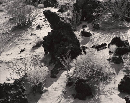 Untitled, Rock and Plants, Desert