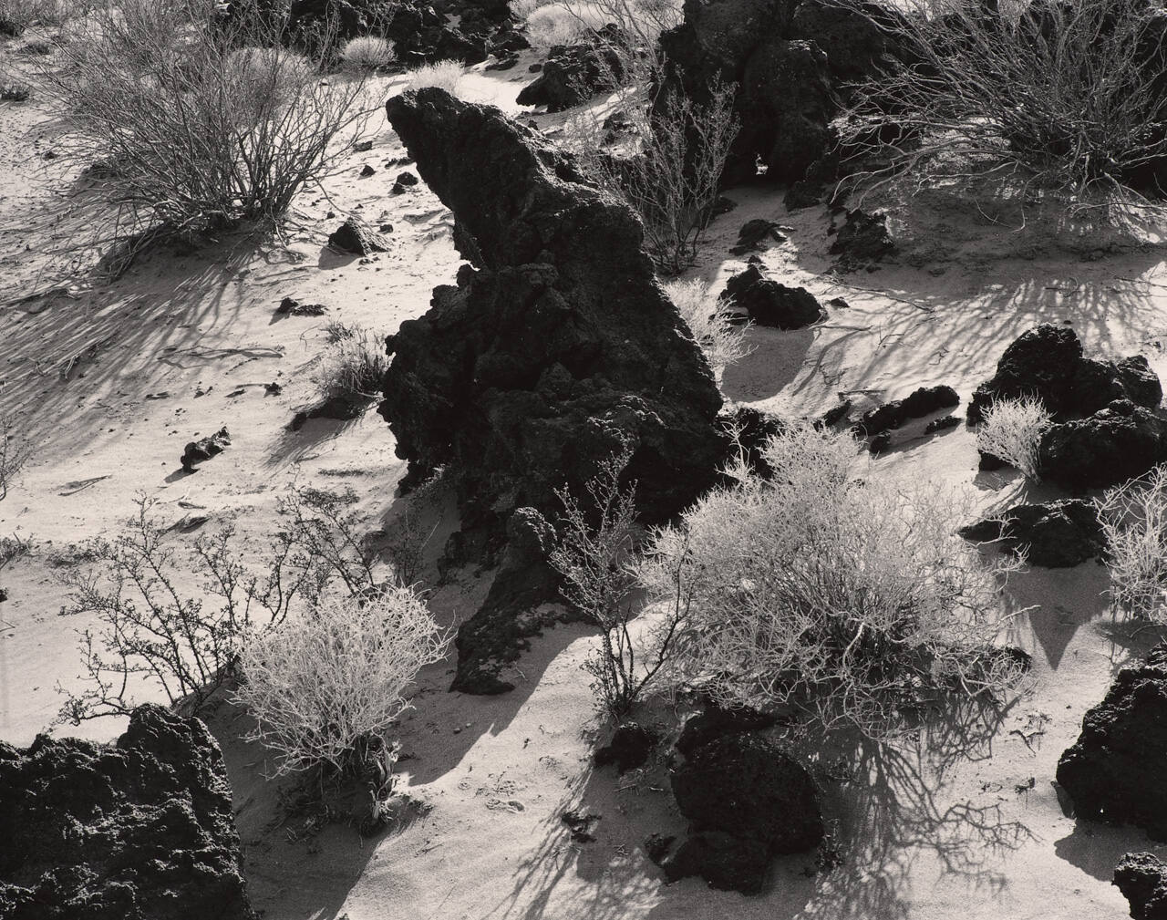 Untitled, Rock and Plants, Desert