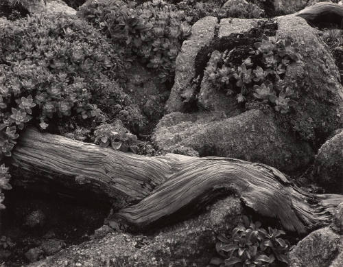 Cypress Root and Stone Crop