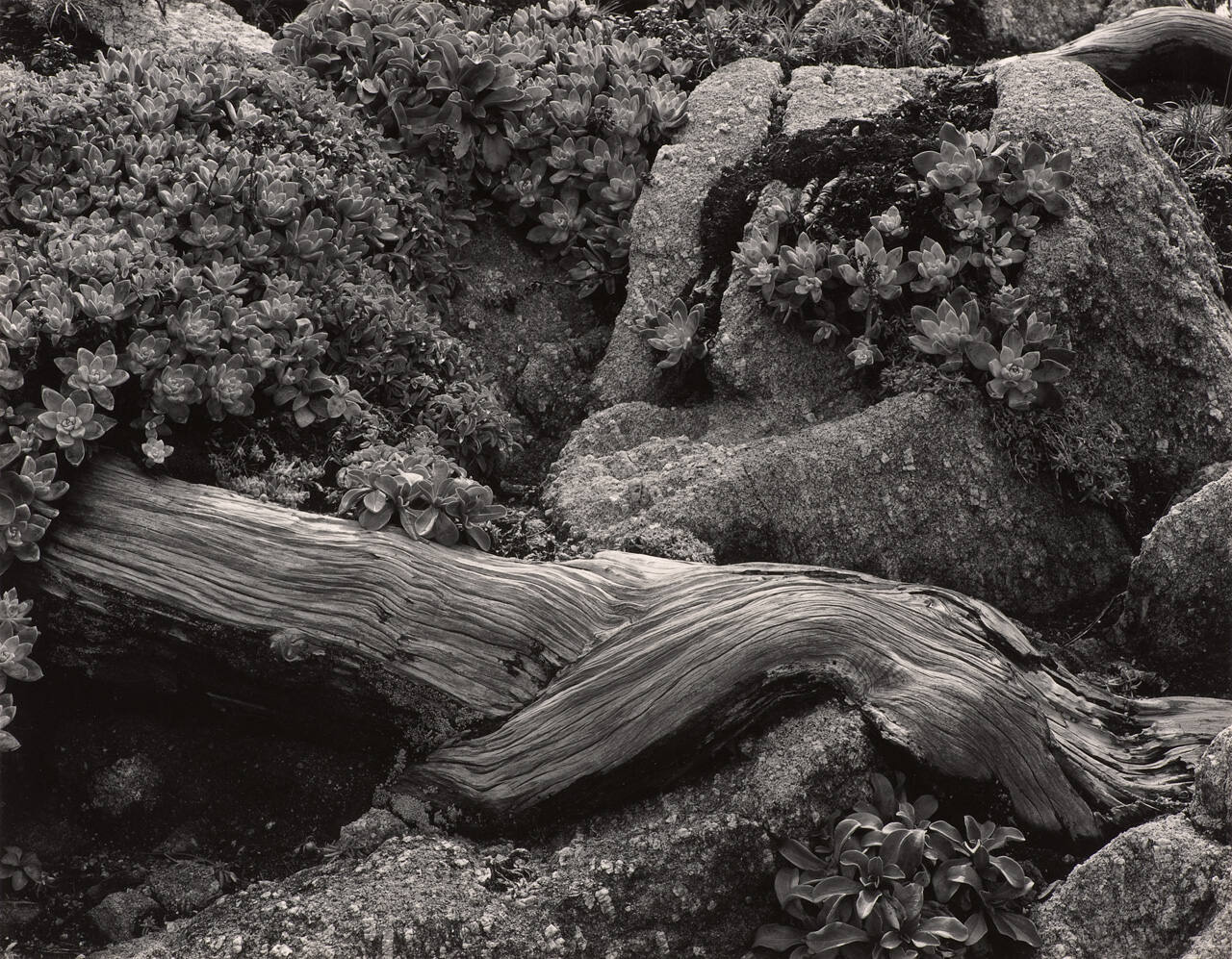 Cypress Root and Stone Crop