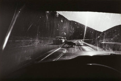 Utah, 1964: Cars and Heifer