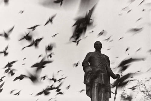Pigeons, Trafalgar Square, London