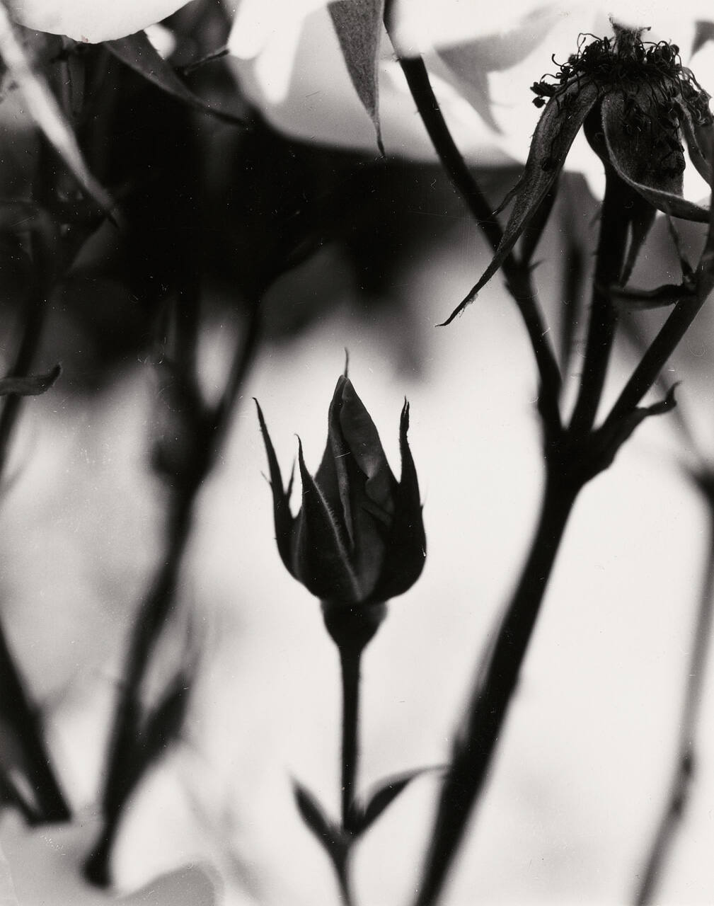 Untitled (Roses)