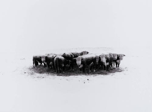 January - Bulls at 20 Below Zero