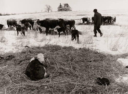 Newborn