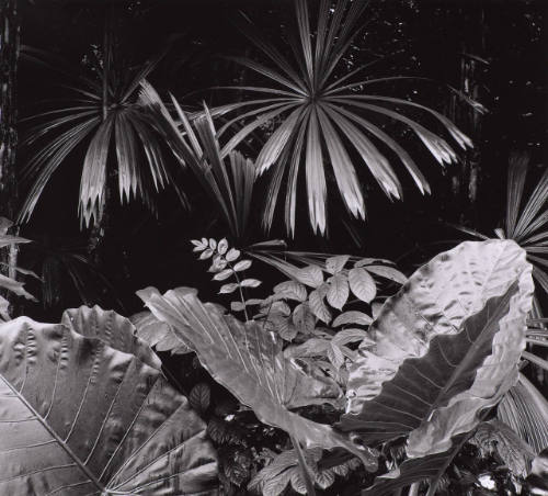 Botanical
