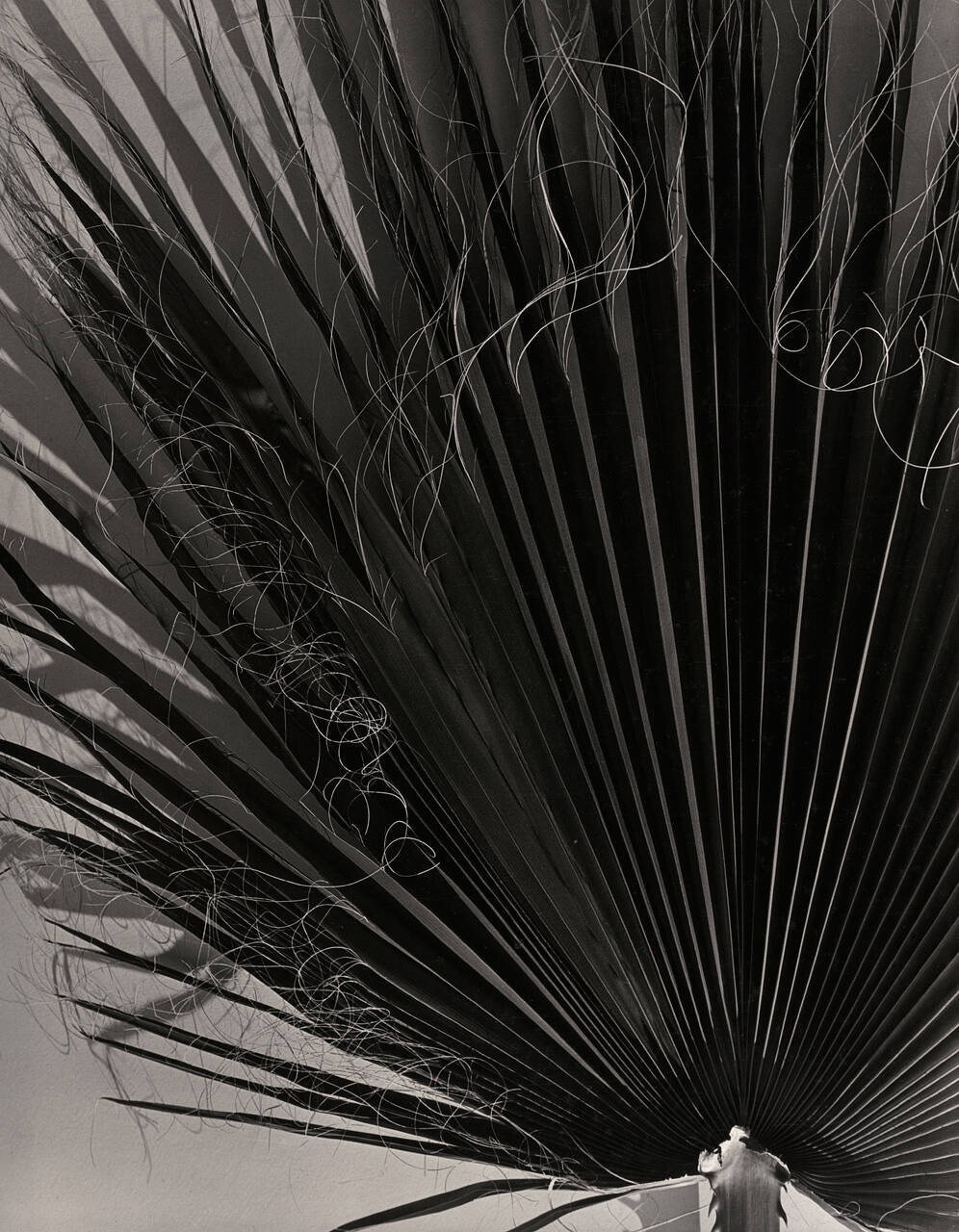Palm Leaf Pattern #1