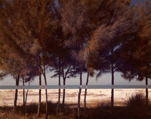 Australian Pines, Fort DeSoto, Florida