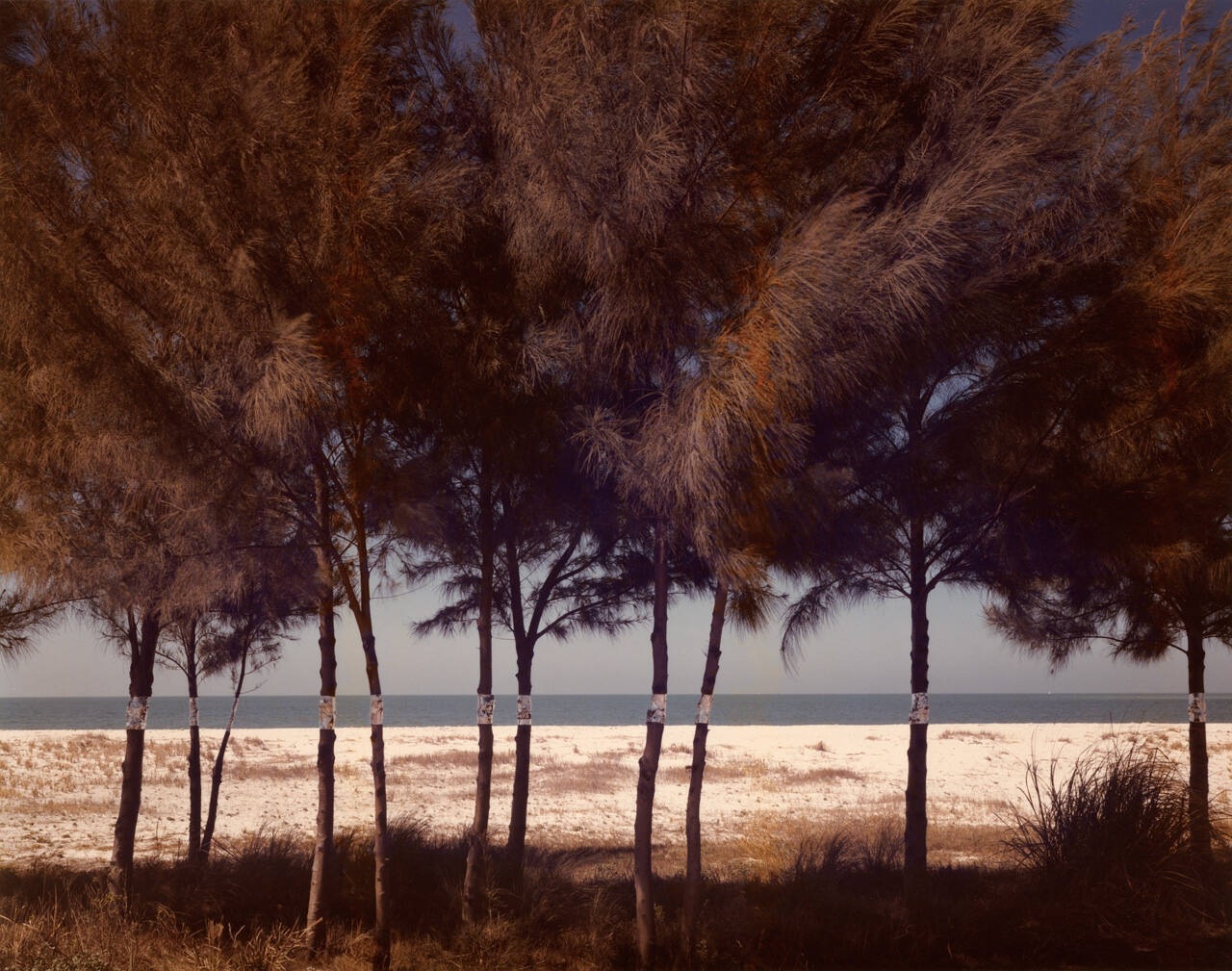 Australian Pines, Fort DeSoto, Florida