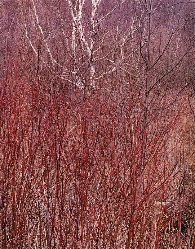 Red Osier, Near Great Barrington, Massachusetts