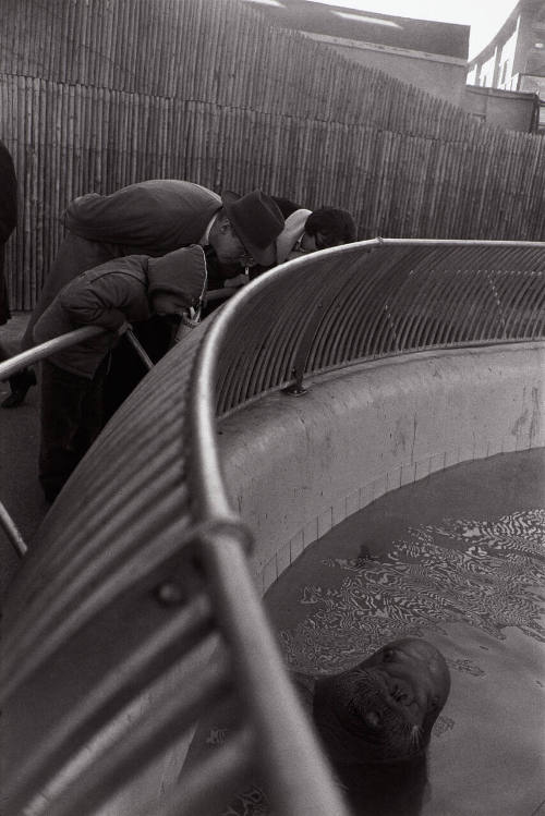 New York City, 1964: Walrus
