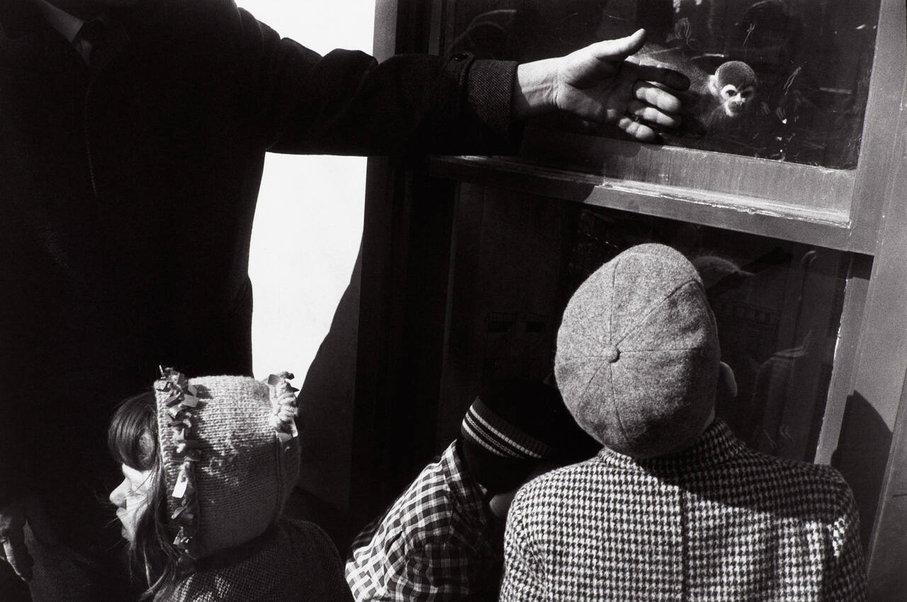 New York City, 1963: Monkey and Hand