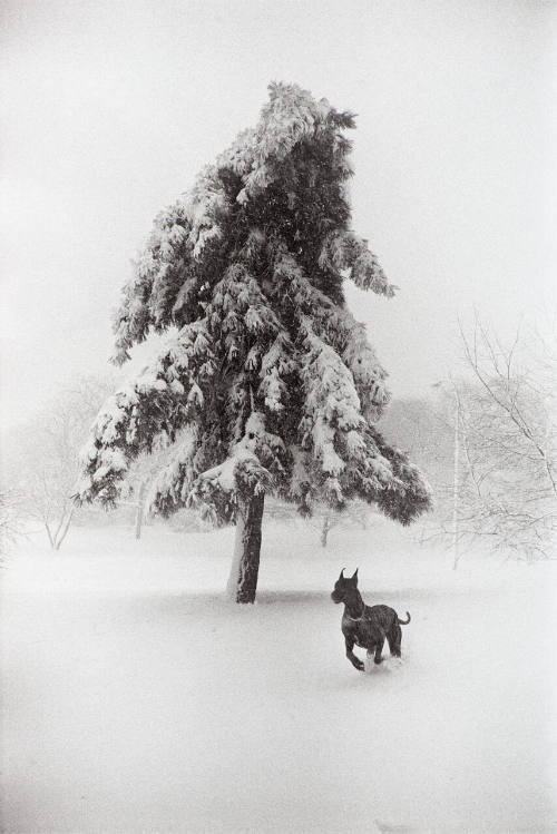 New York City, 1968: Dog in Central Park