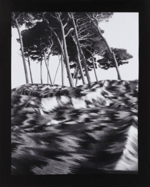 Pines at Baratti